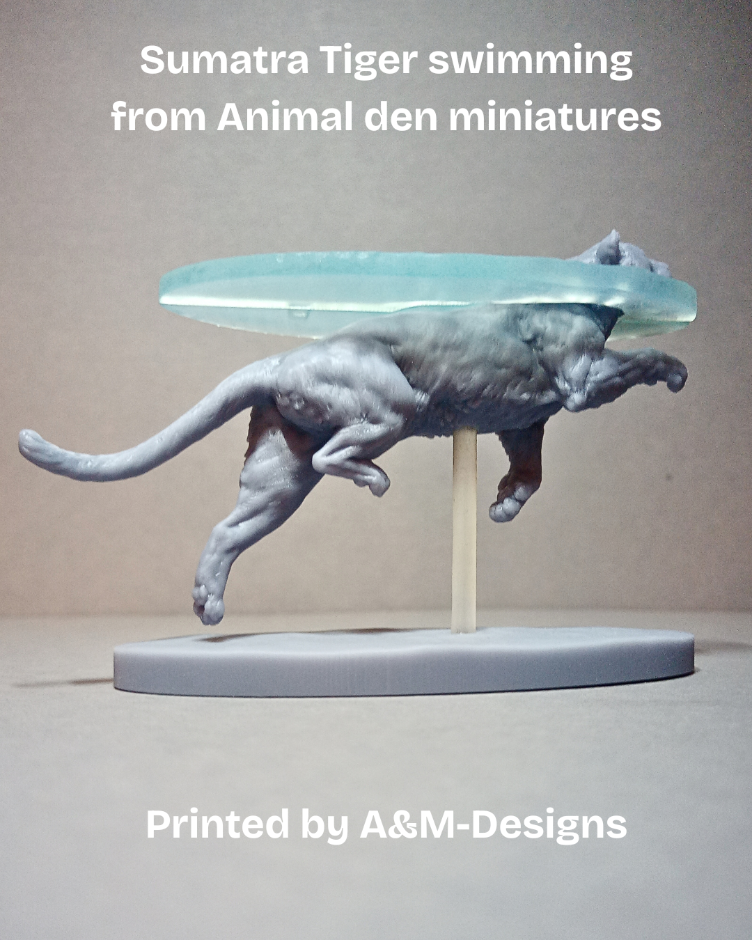 Tigre de Sumatra nageant par Animal den miniatures