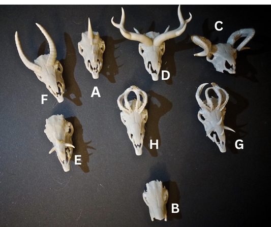 Masques de crâne pour chevaux miniatures / Disponibles exclusivement chez nous