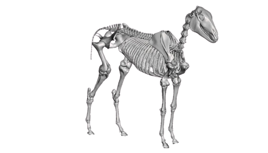 Ein Pferdeskelett aus dem 3D Drucker