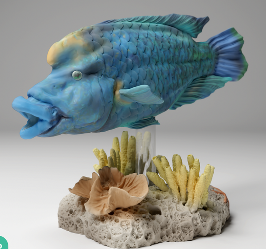 Napoleon wrasse with open mouth by Animal den miniatures