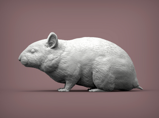 Zwerg-Hamster von Akuzmenko