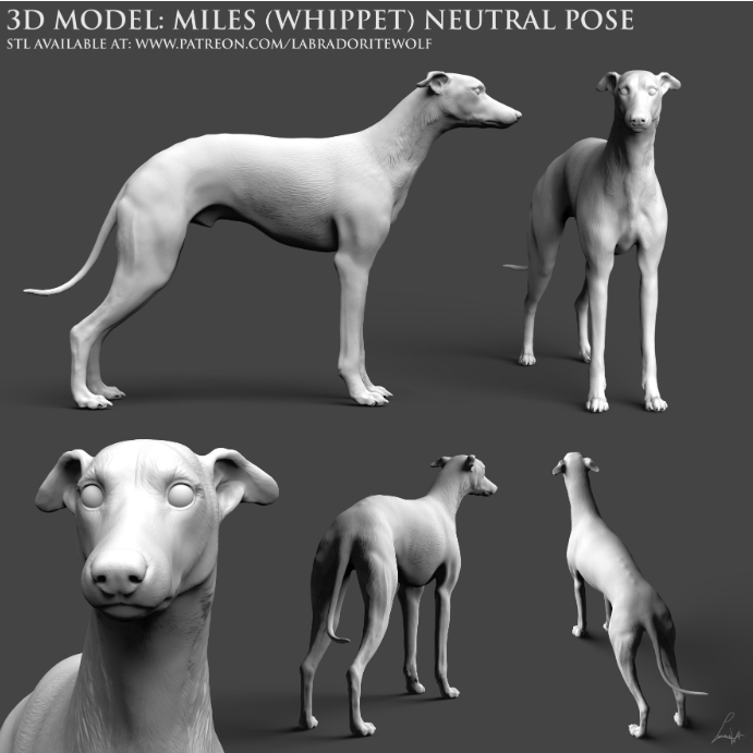 Stehender Whippet von LabradoriteWolf als 3D Druck Miniaturtier