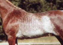 Peinture pour cheval modèle 1:32