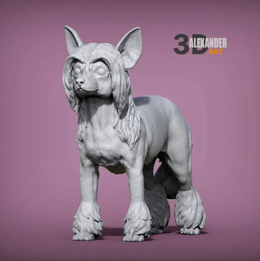 Chinesischer Schopfhund von Akuzmenko