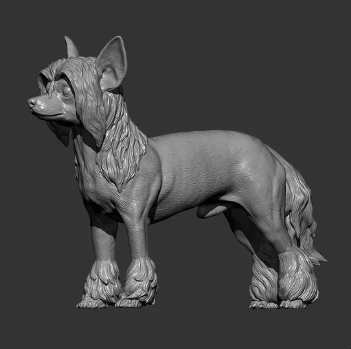 Chinesischer Schopfhund von Akuzmenko