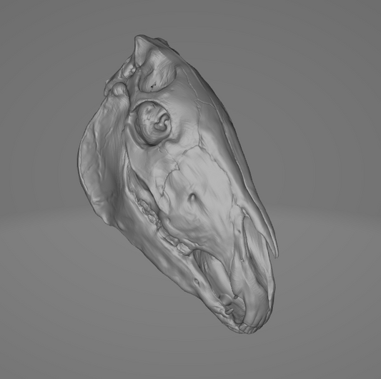 Horse skull for custing as 3D printing