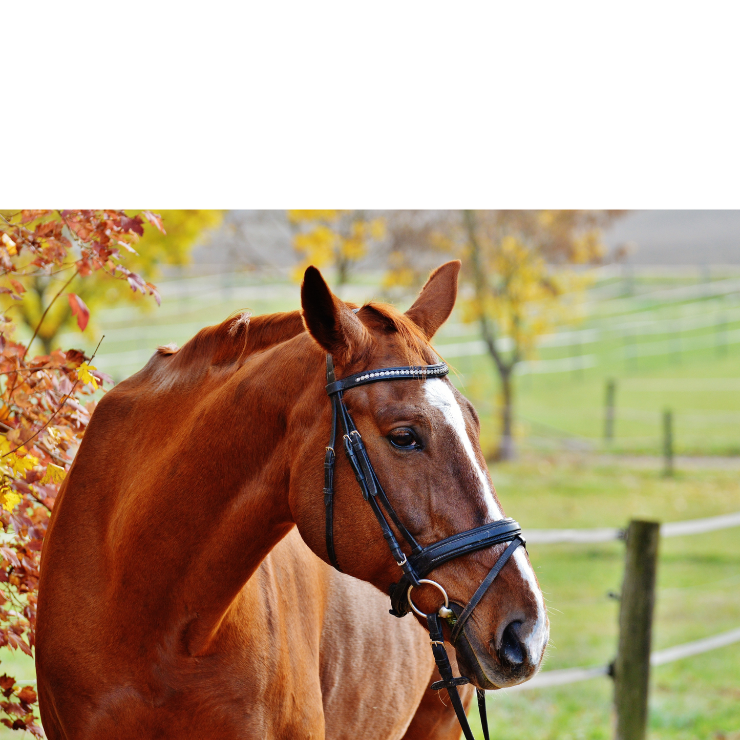 Peinture pour chevaux miniatures 1:18-1:16