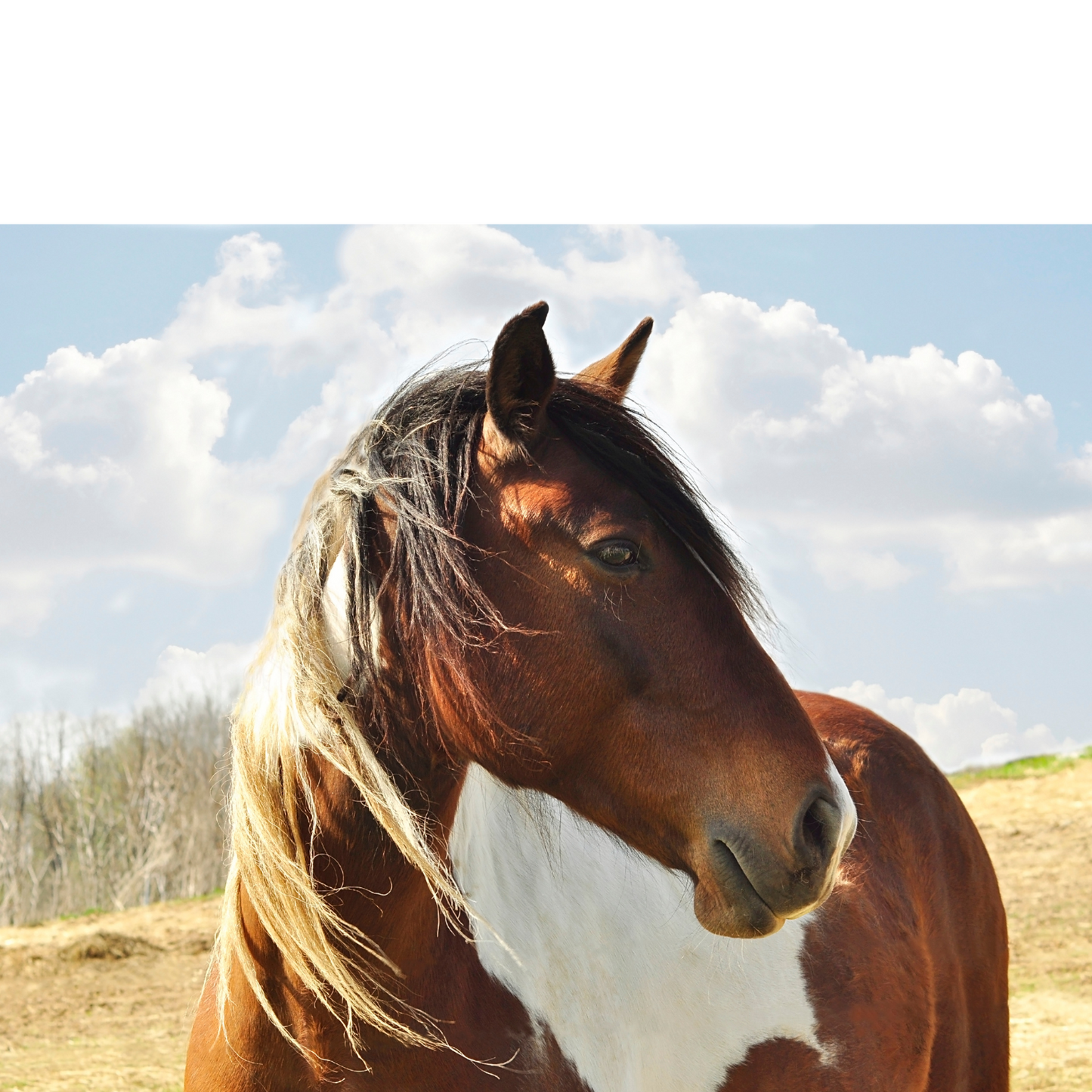 Peinture pour chevaux miniatures 1:18-1:16