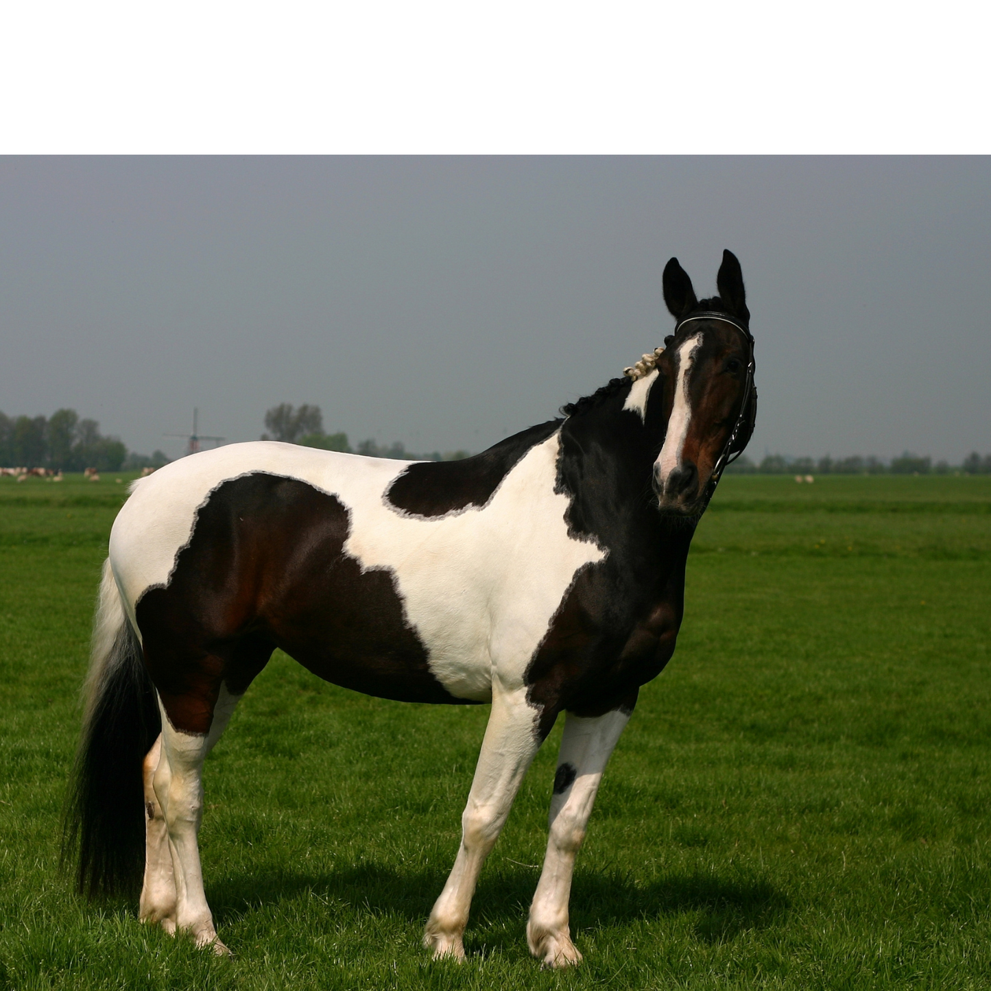 Peinture pour chevaux miniatures 1:18-1:16