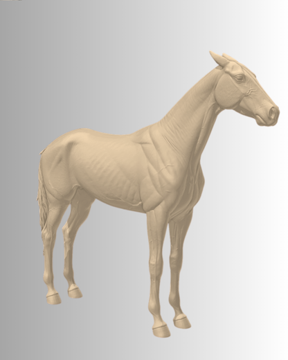 Akhal-Teke en pose T par Florence Thibault en impression 3D / modèle exclusif pour Zillya_arts
