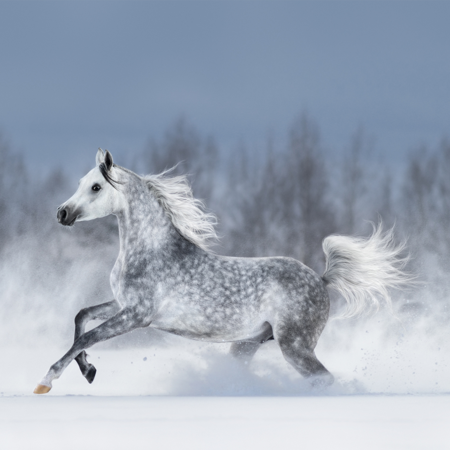Peinture pour chevaux miniatures 1:18-1:16