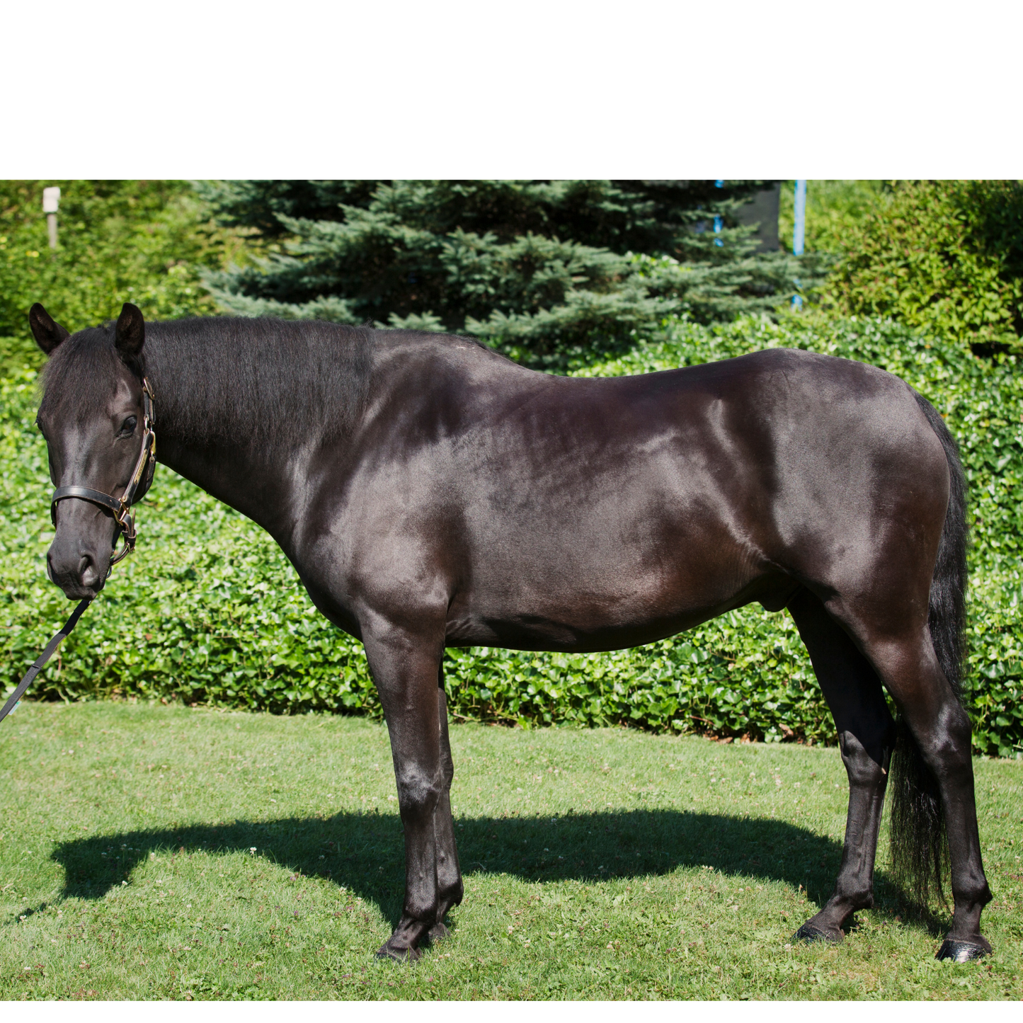 Peinture pour chevaux miniatures 1:18-1:16