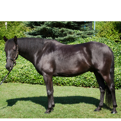 Peinture pour chevaux miniatures 1:18-1:16