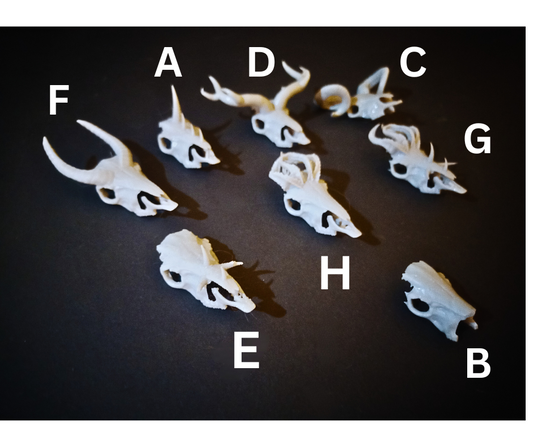 Masques de crâne pour chevaux miniatures / Disponibles exclusivement chez nous