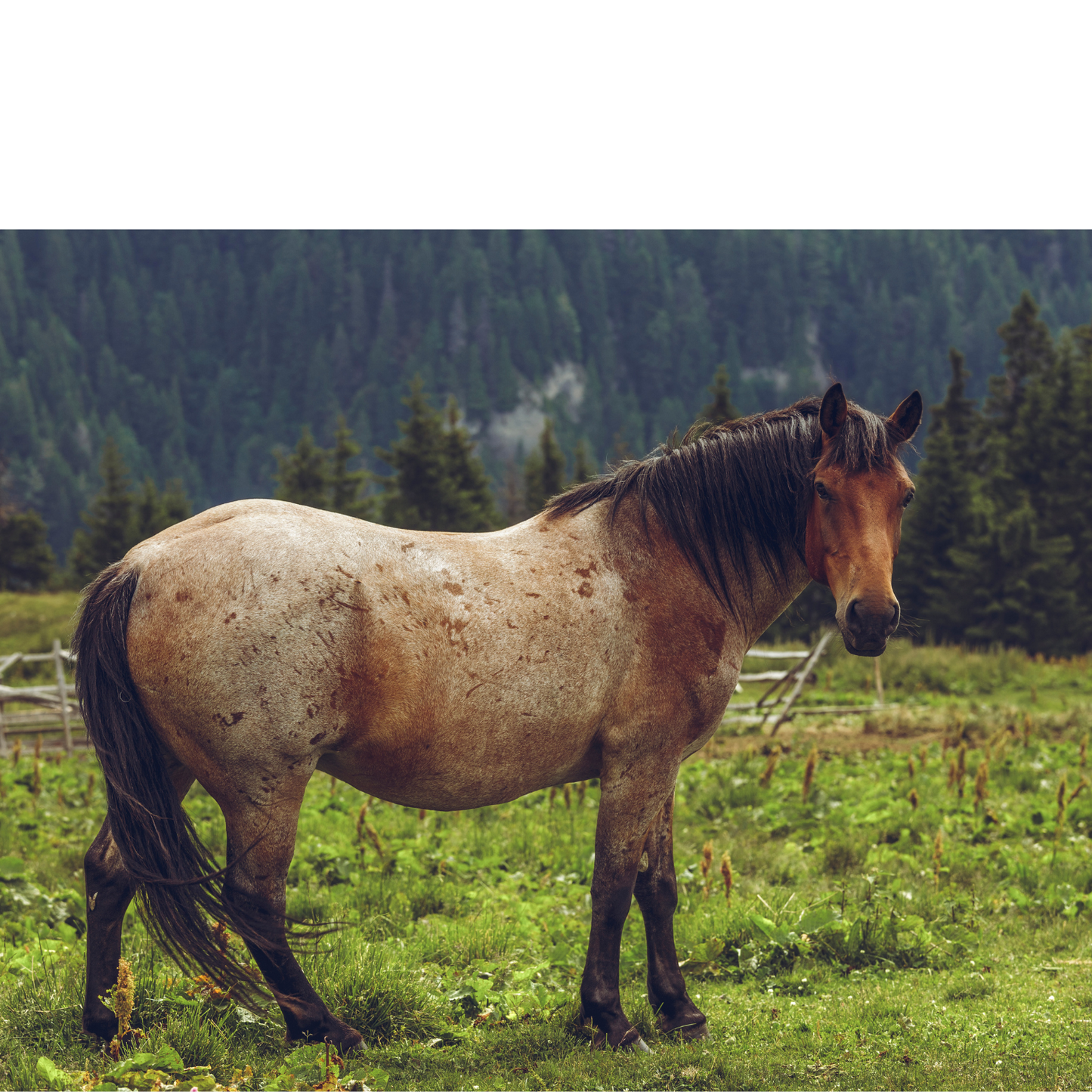 Peinture pour chevaux miniatures 1:18-1:16