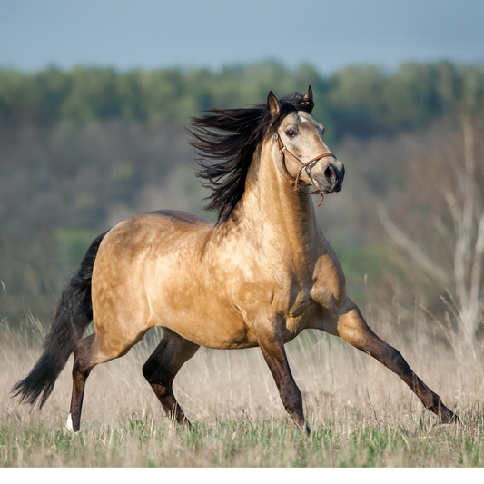 Peinture pour chevaux miniatures 1:9