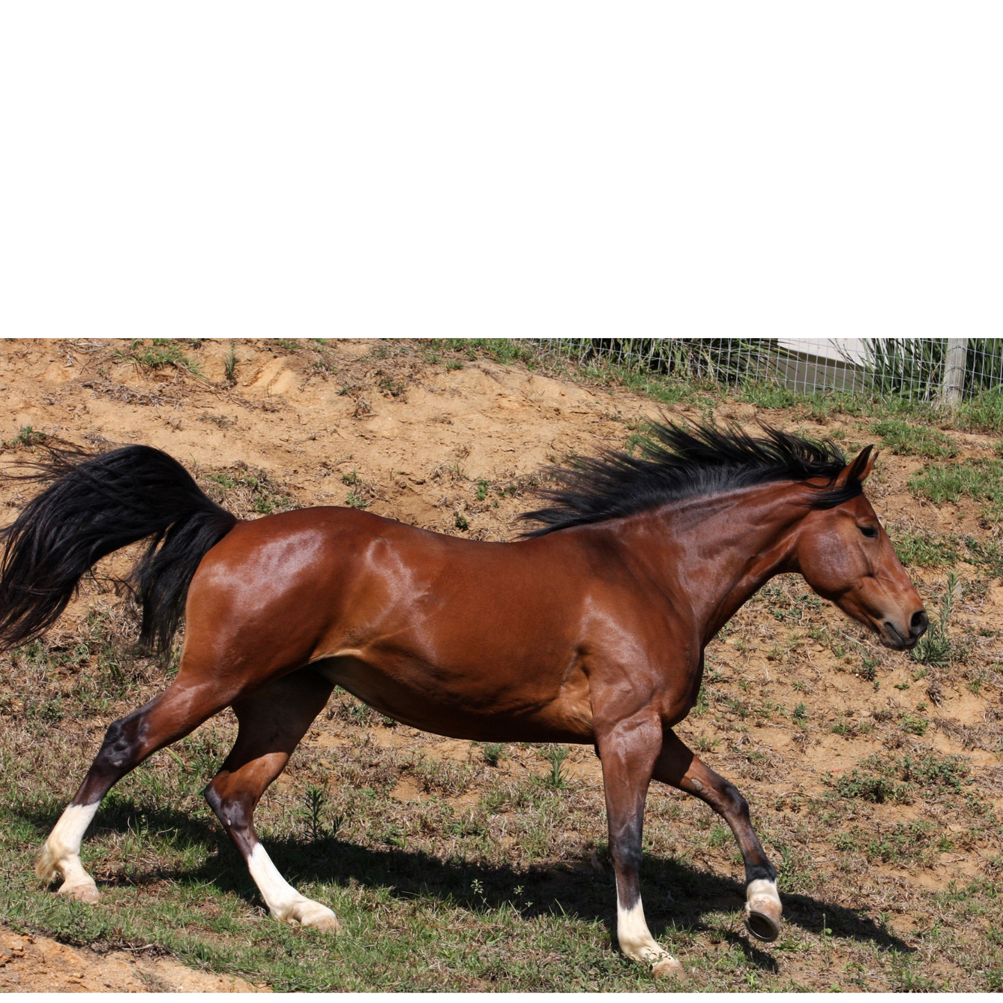 Peinture pour chevaux miniatures 1:18-1:16