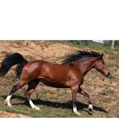 Peinture pour chevaux miniatures 1:18-1:16
