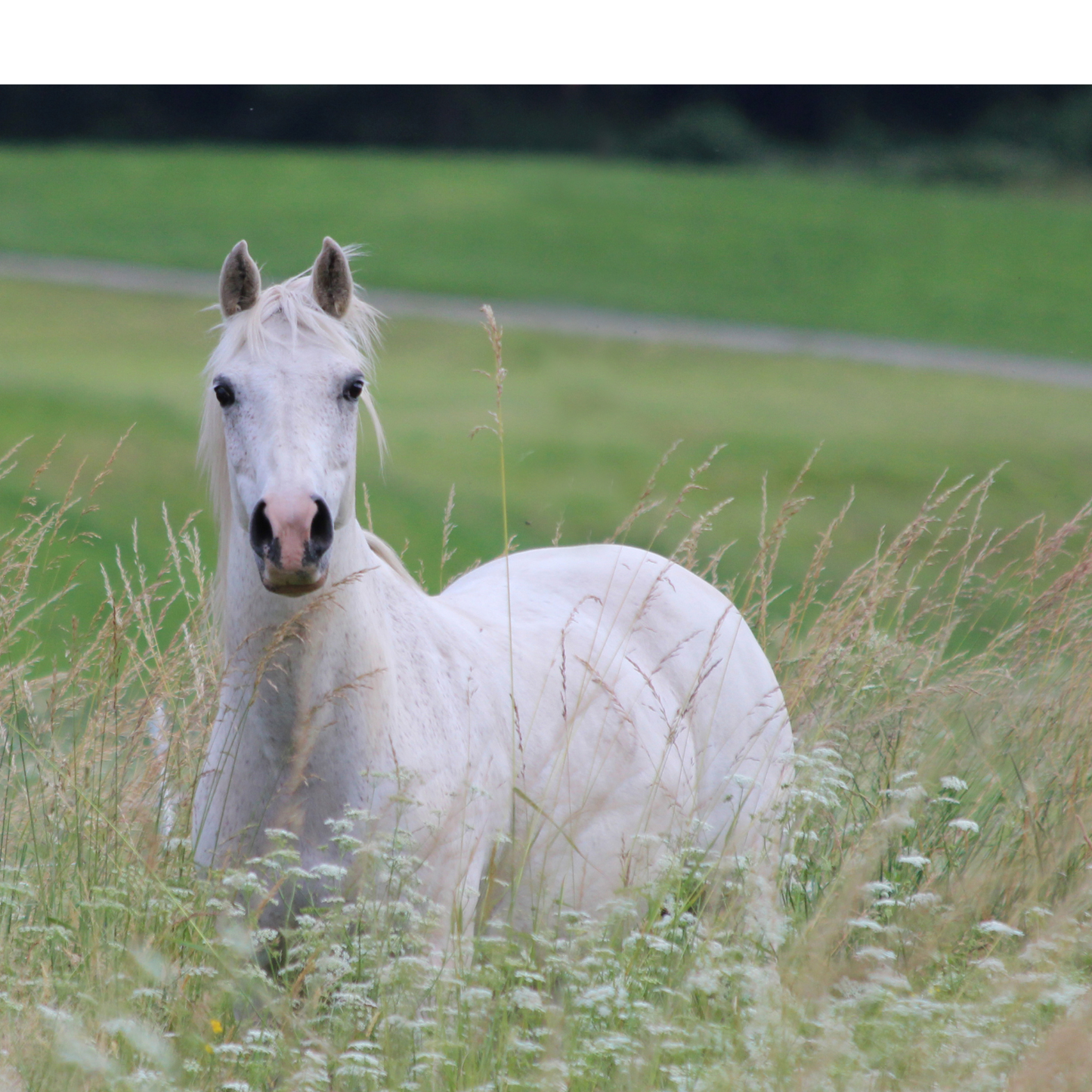Peinture pour chevaux miniatures 1:18-1:16