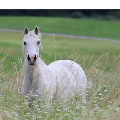 Peinture pour chevaux miniatures 1:18-1:16