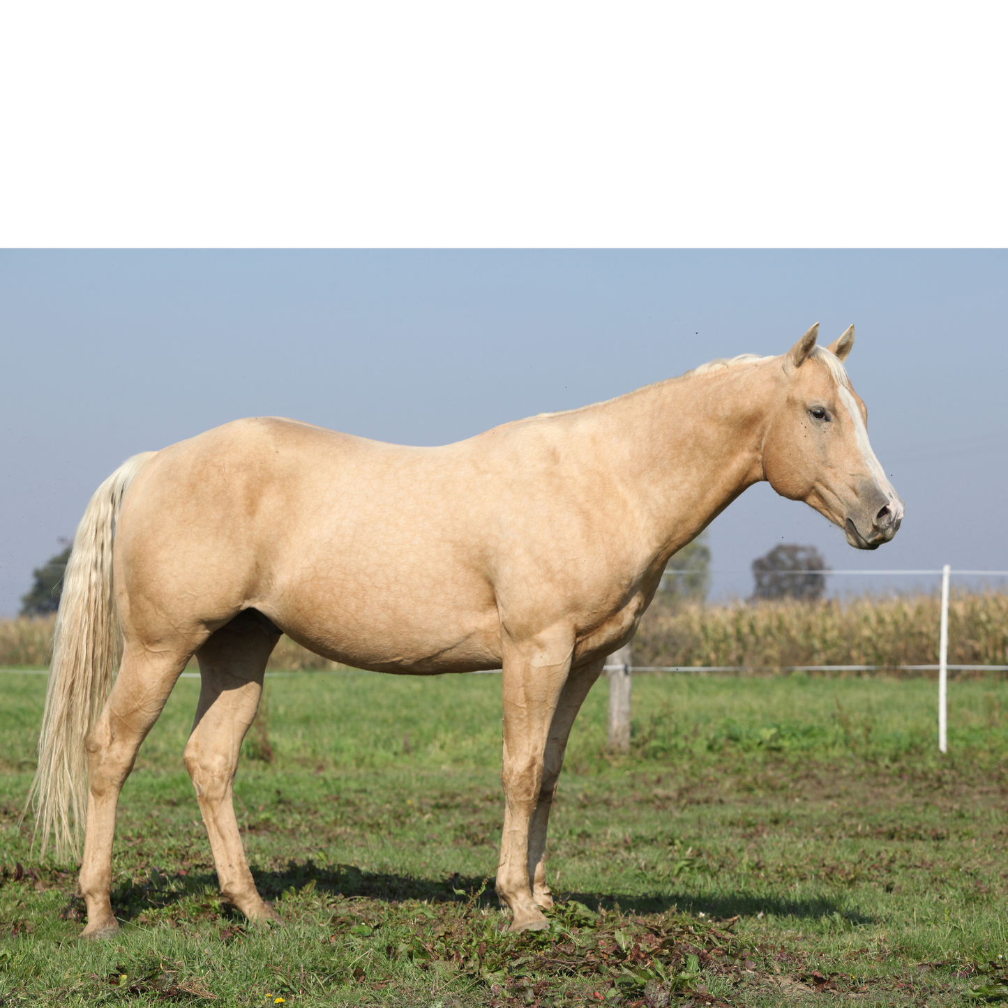 Peinture pour chevaux miniatures 1:18-1:16
