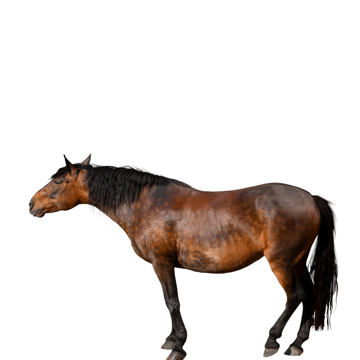 Peinture pour chevaux miniatures 1:18-1:16