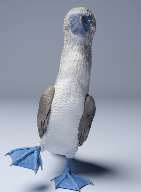 Fou à pieds bleus courant par Animal den miniatures