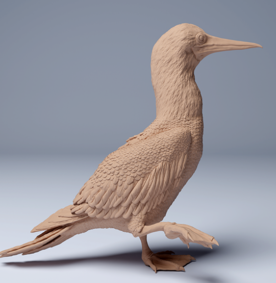 Laufender Blaufußtölpel  von Animal den miniatures