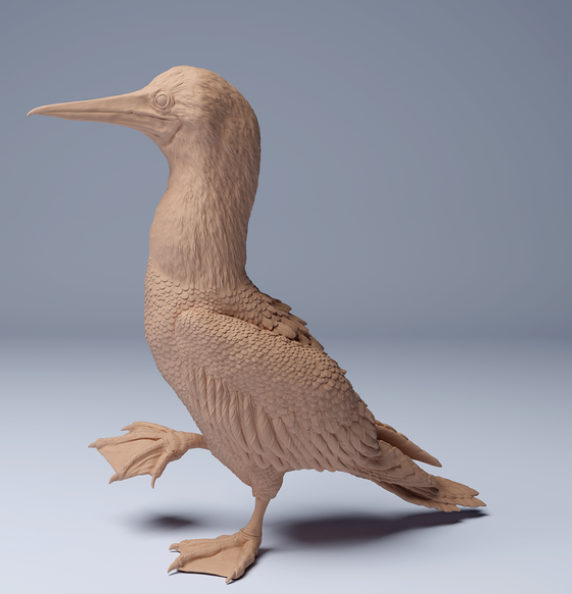 Laufender Blaufußtölpel  von Animal den miniatures