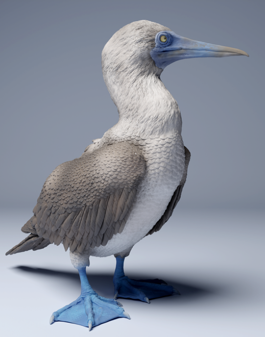 Fou à pieds bleus d'Animal den miniatures