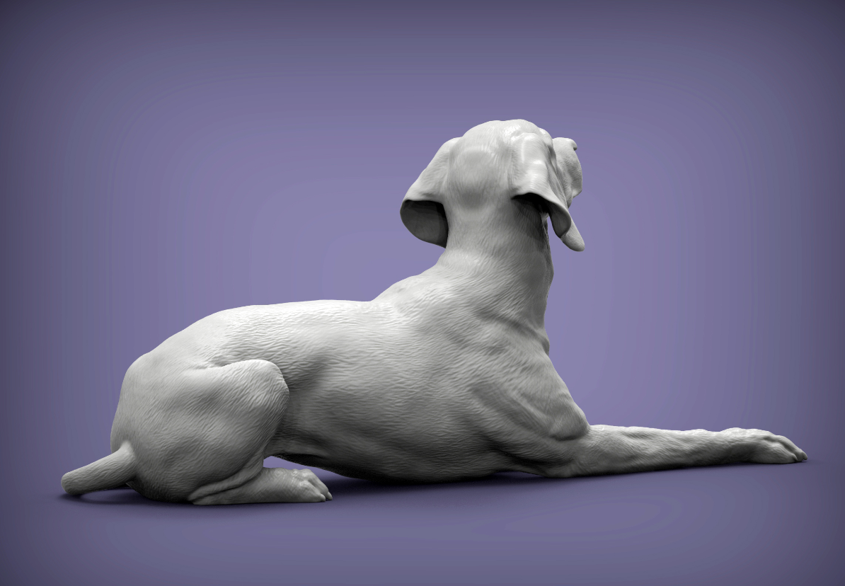 Ungarischer Vorstehhund von Azukmenko