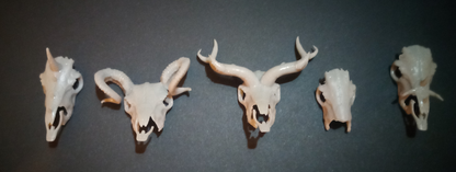 Masques de crâne pour chevaux miniatures / Disponibles exclusivement chez nous