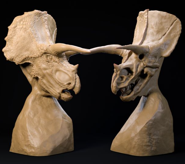 Triceratops Büste von Dino and Dog als 3D Druck