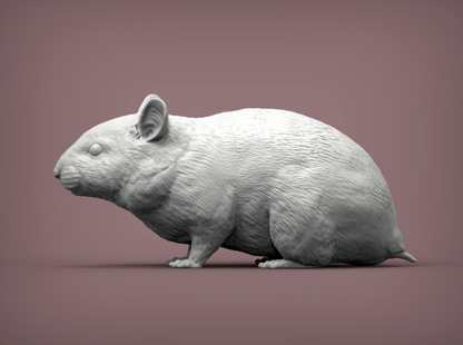 Hamsters nains d'Akuzmenko
