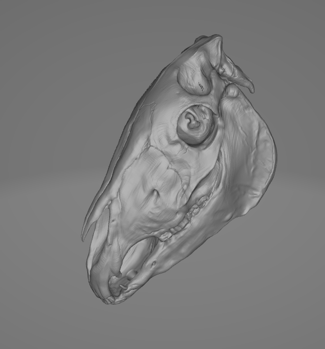 Horse skull for customizing as 3D printing