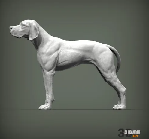 Englischer Pointer von Alexander3dArt