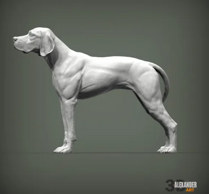 Englischer Pointer von Alexander3dArt