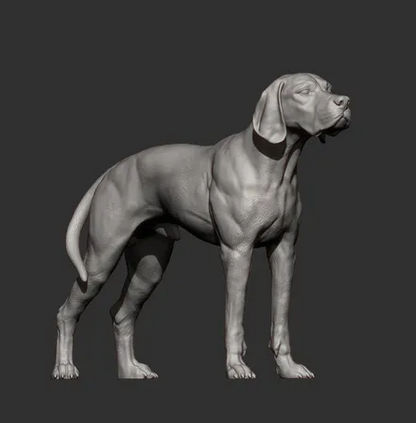 Englischer Pointer von Alexander3dArt