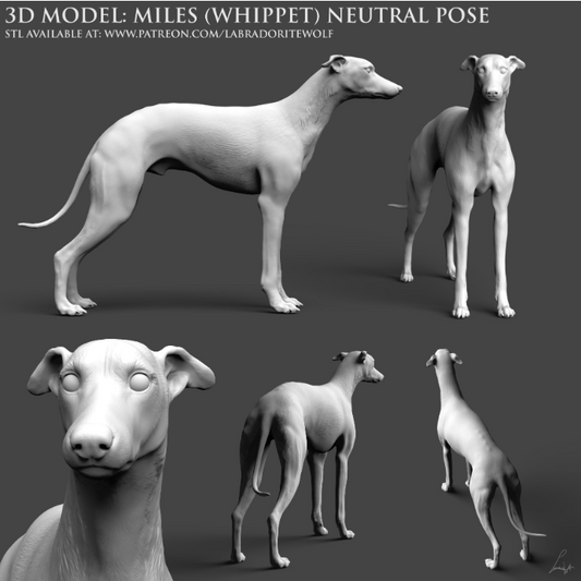 Stehender Whippet von LabradoriteWolf als 3D Druck Miniaturtier