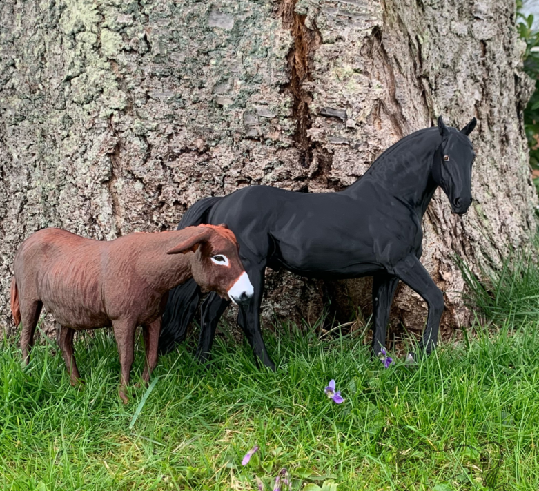 Mirandese-Esel "Dulcineia" und Mischlings-Hengst "Skydragen" von Carola Funder und Erica Frota