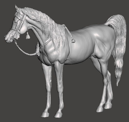 Arabian Stallion "Morafic" by Aislinn Brender Ford / In Collaboration