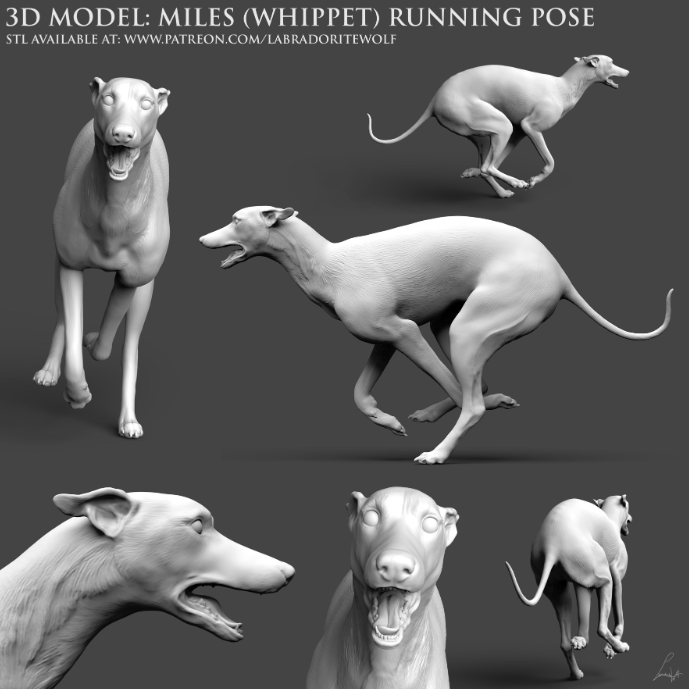 Renneder Whippet von LabradoriteWolf / Erhältlich in zwei Versionen