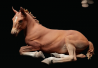 Hermès couché (poulain Suffolk Punch) par Animal den miniatures