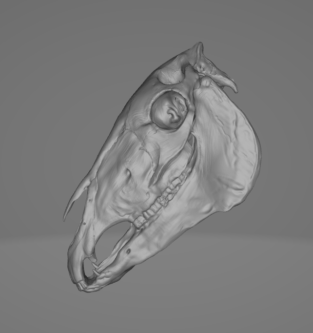 Horse skull for custing as 3D printing