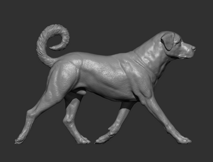 Anatolischer Hirtenhund von Alexander3dArt